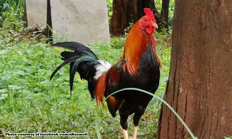 dalusapi in english|సల్లాపము (sallapamu) .
